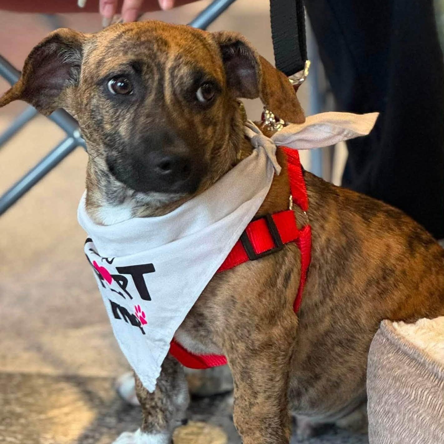 Stetson, ADOPTABLE, Puppy Male Chihuahua & Australian Cattle Dog / Blue Heeler.