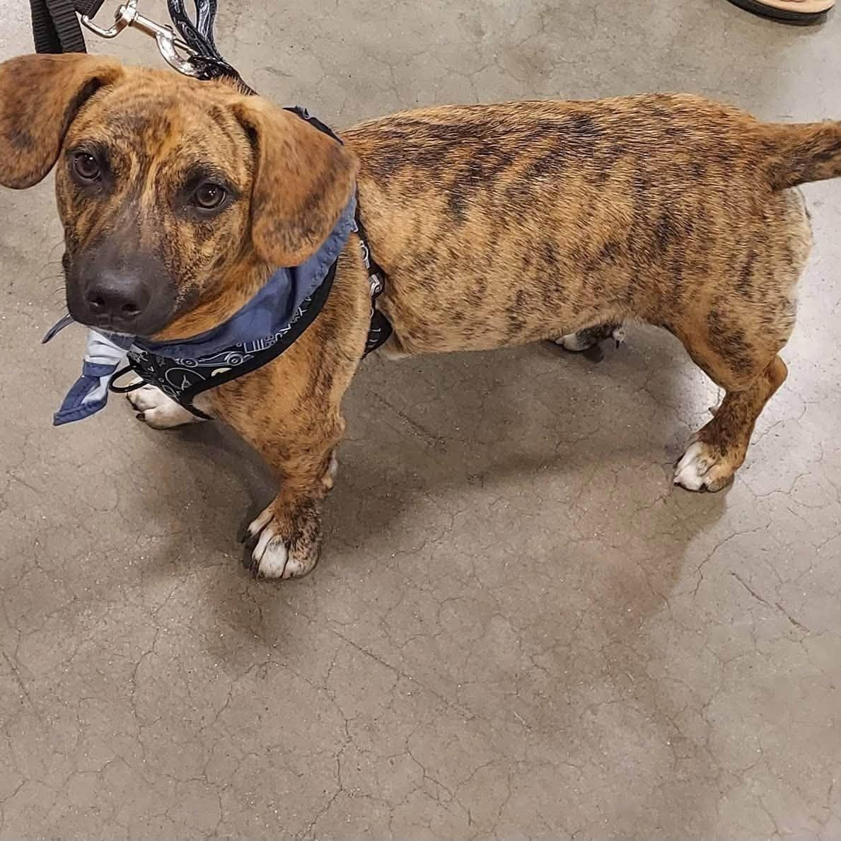 Enlarge Stetson, a ADOPTABLE mixed breed in Chino valley, AZ image 2/3