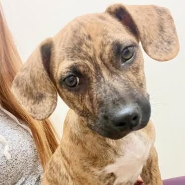 Enlarge Stetson, a ADOPTABLE mixed breed in Chino valley, AZ image 1/1