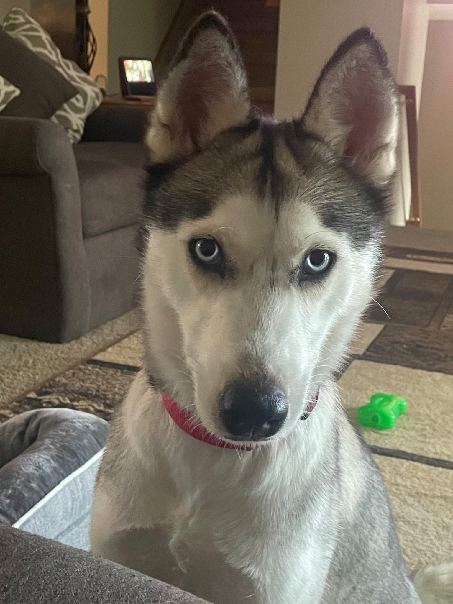 Skye, a ADOPTABLE mixed breed in Seville, OH image 2/5