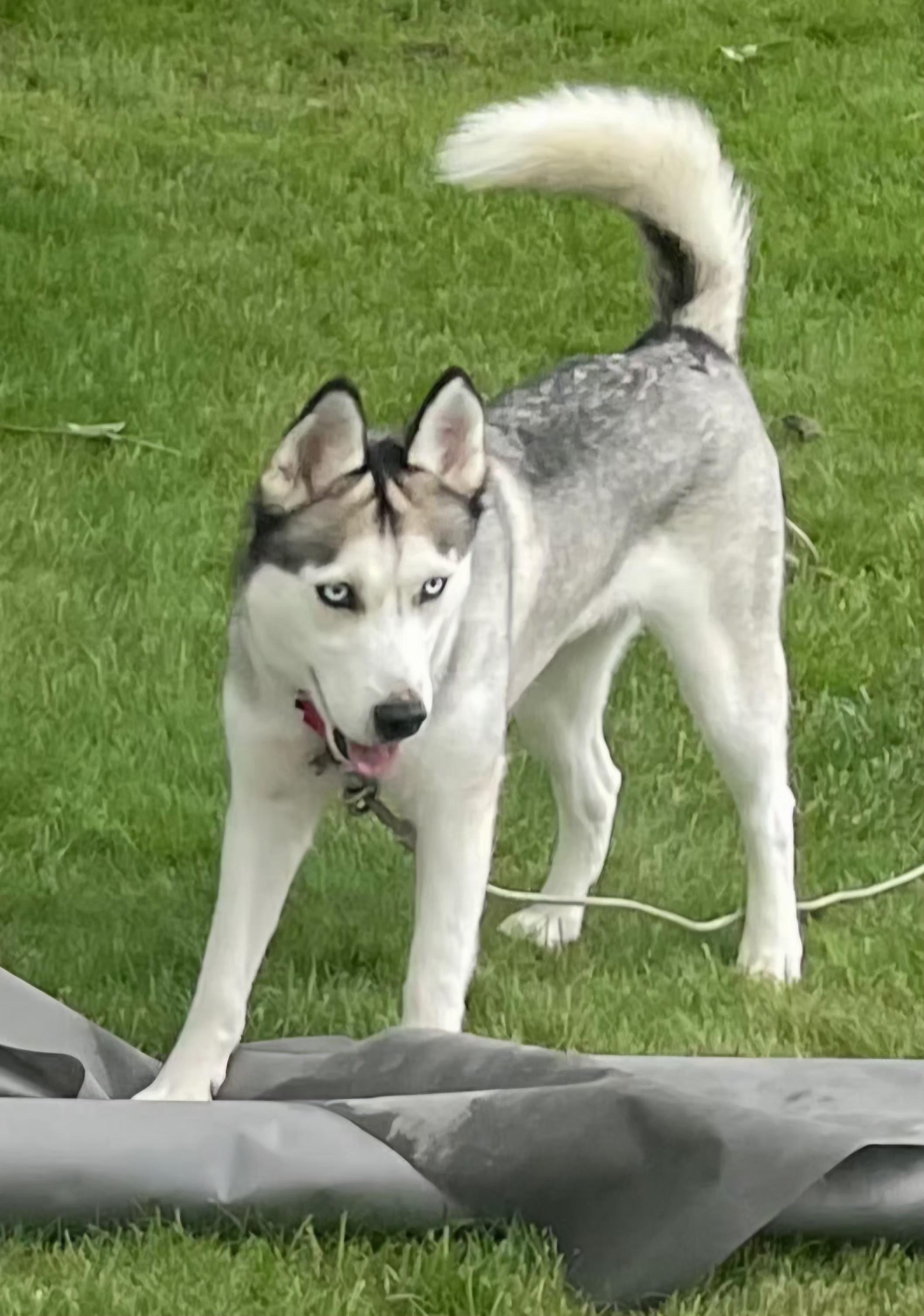 Skye, a ADOPTABLE mixed breed in Seville, OH image 1/5