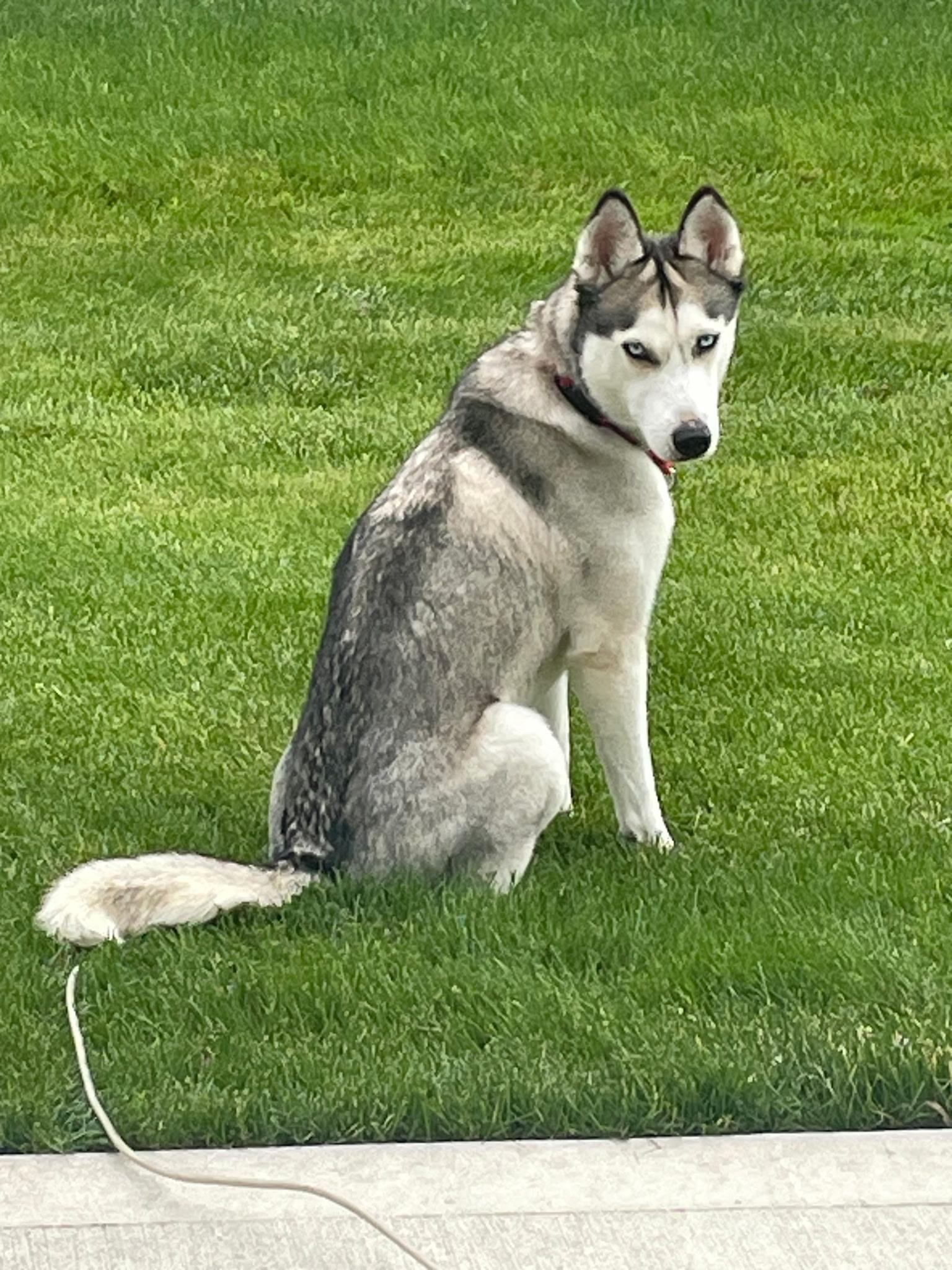 Skye, a ADOPTABLE mixed breed in Seville, OH image 3/5