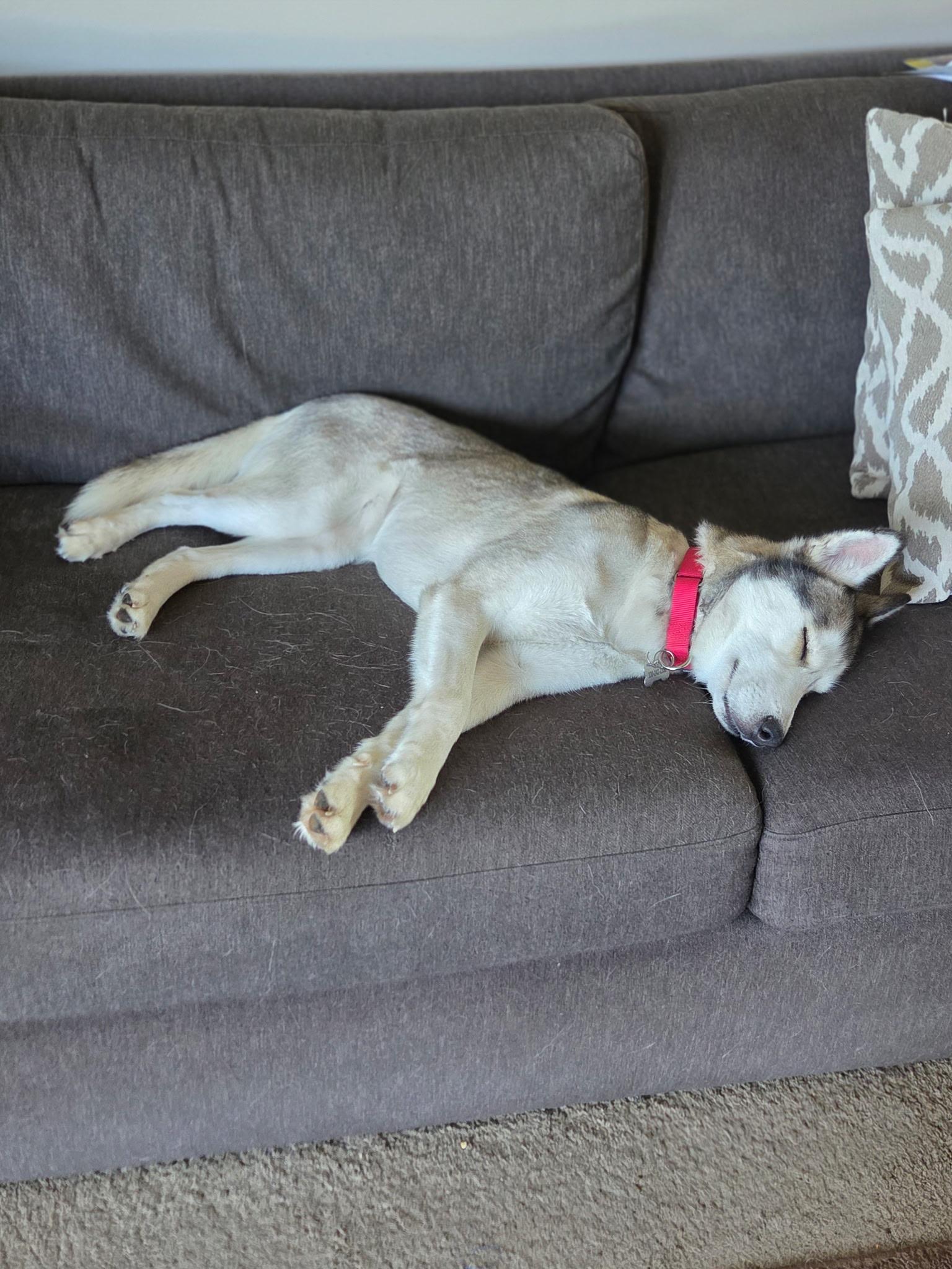 Skye, a ADOPTABLE mixed breed in Seville, OH image 5/5