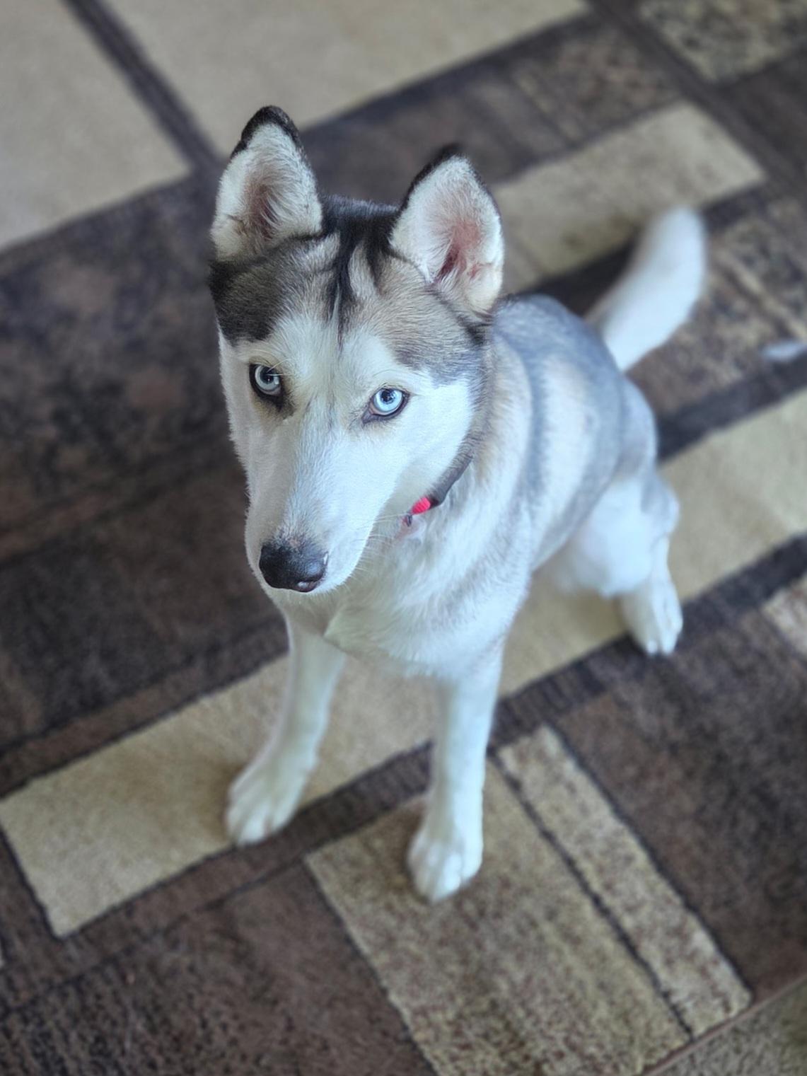 Skye, a ADOPTABLE mixed breed in Seville, OH image 4/5