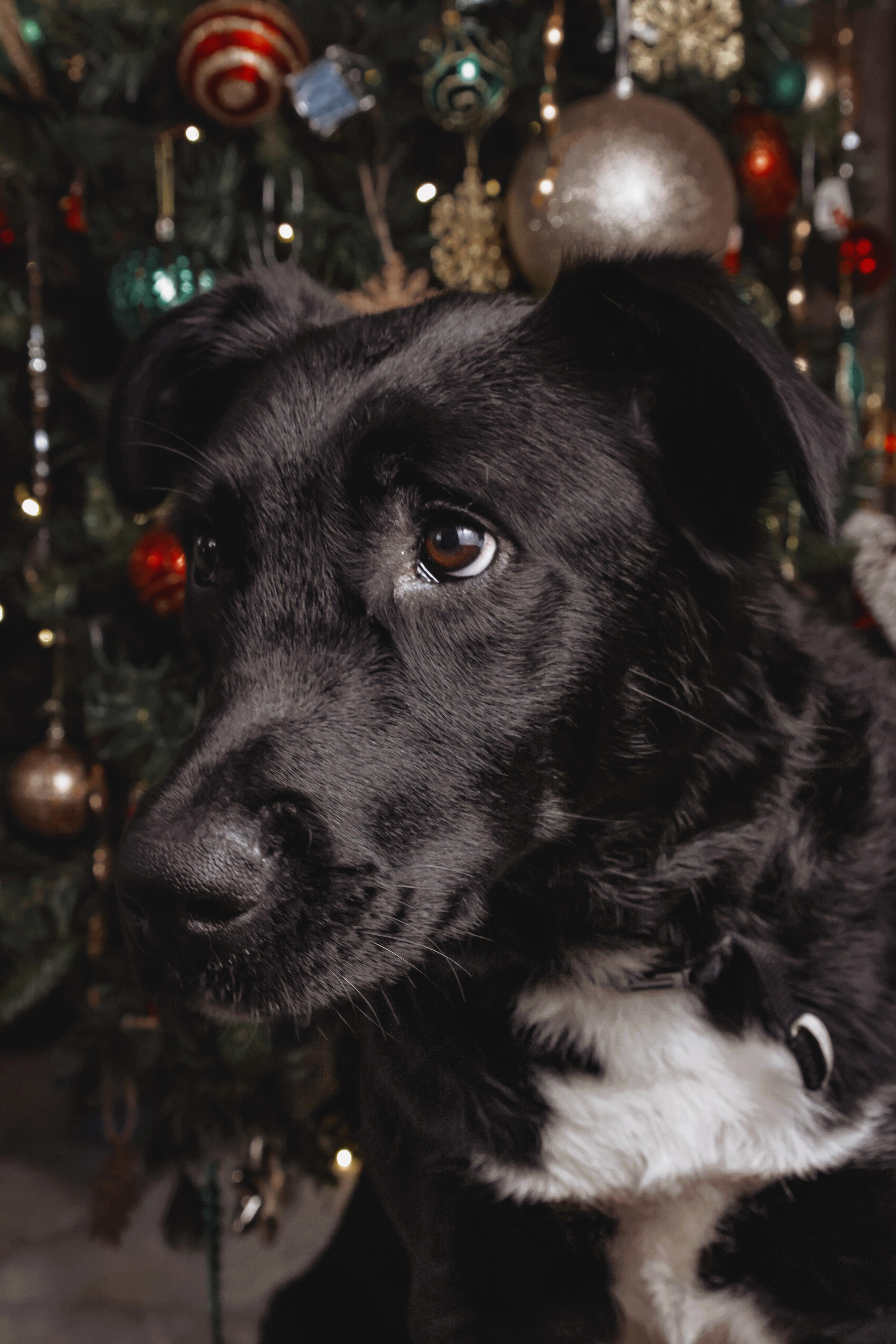Enlarge MOCHI/ELLIE, a Adopted mixed breed in Discovery Bay, CA image 1/3