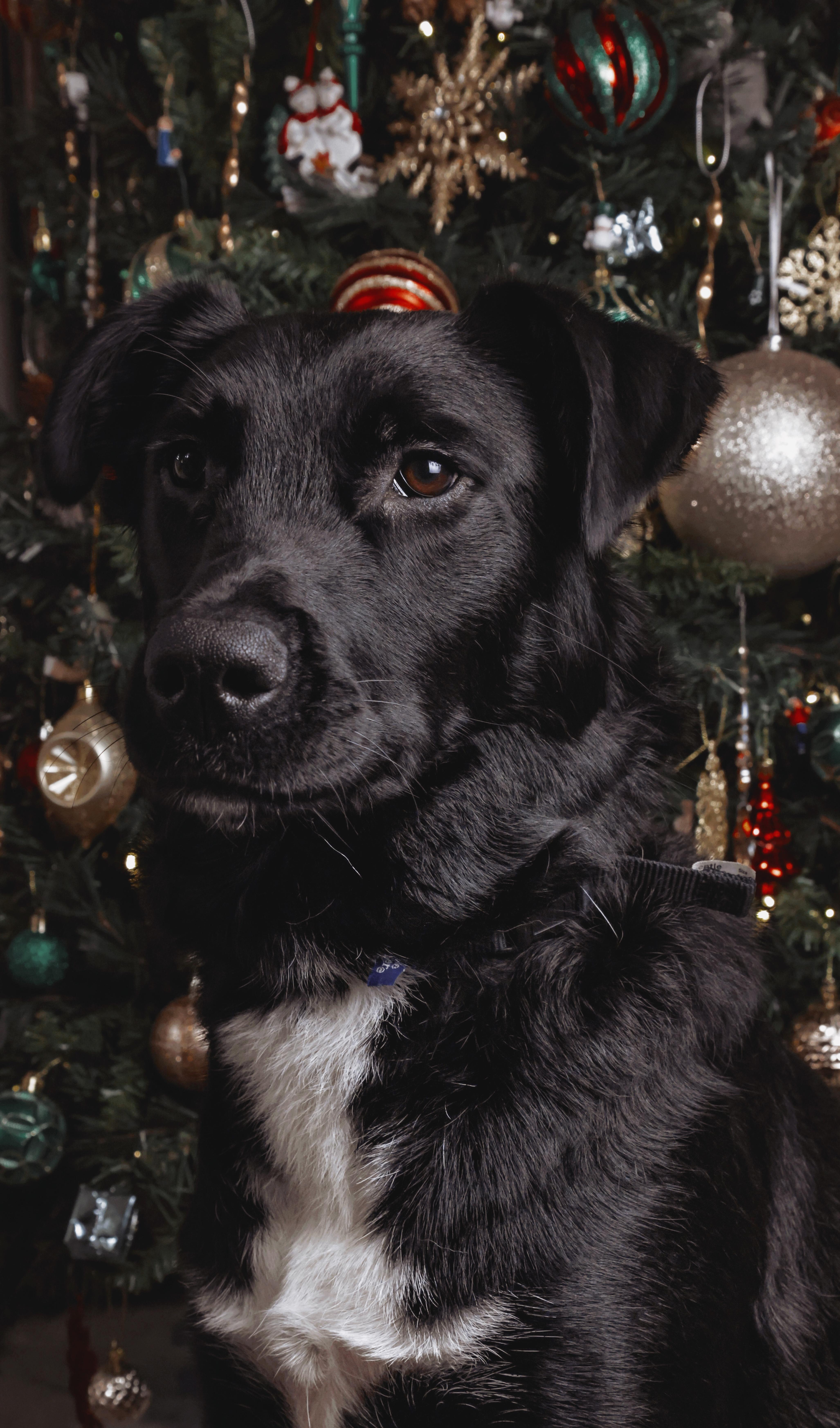 Enlarge MOCHI/ELLIE, a Adopted mixed breed in Discovery Bay, CA image 2/3