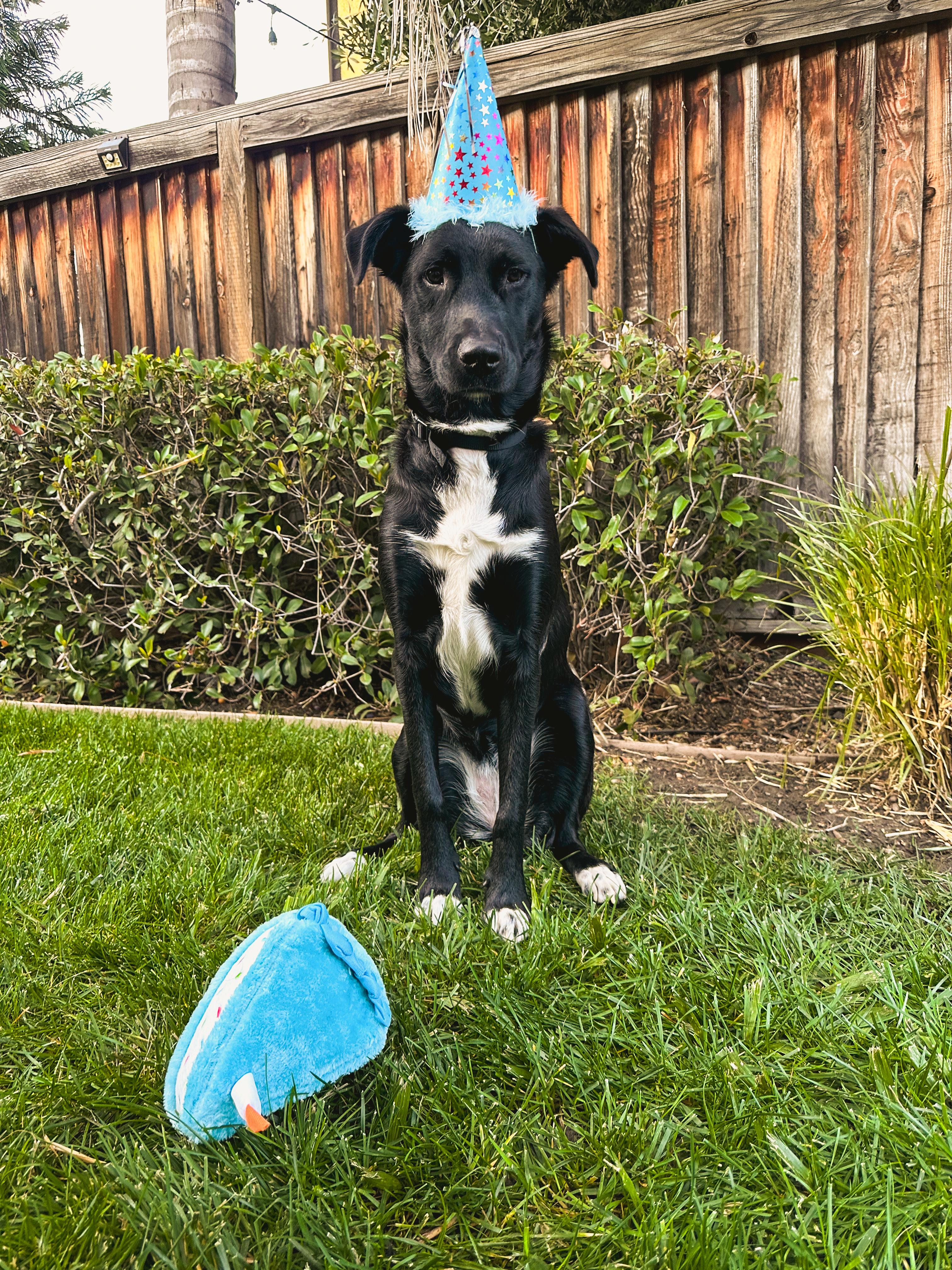 Enlarge MOCHI/ELLIE, a Adopted mixed breed in Discovery Bay, CA image 3/3