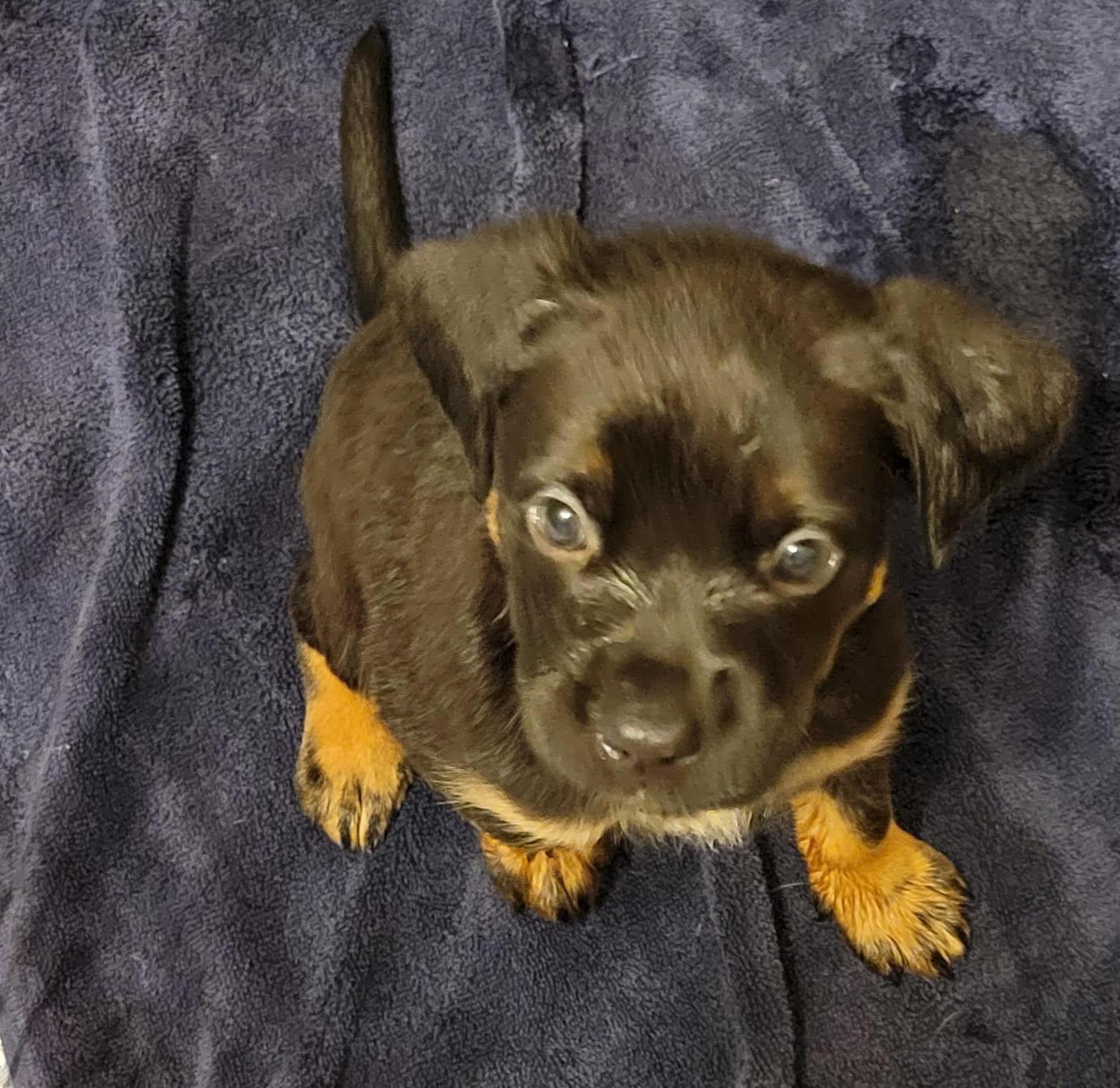 Enlarge Pacha, an adopted mixed breed in Cumming, GA image 3/3