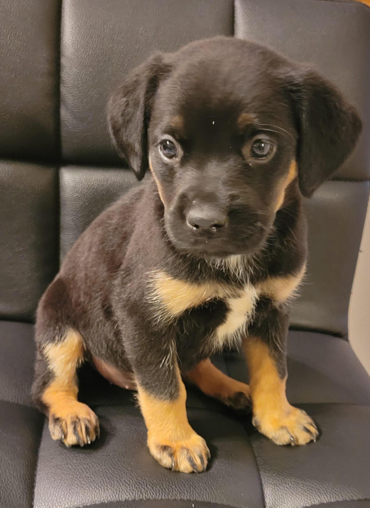 Enlarge Pacha, an adopted mixed breed in Cumming, GA image 2/3