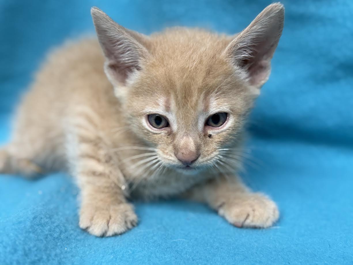Noodle, ADOPTABLE, Young Male Domestic Short Hair.