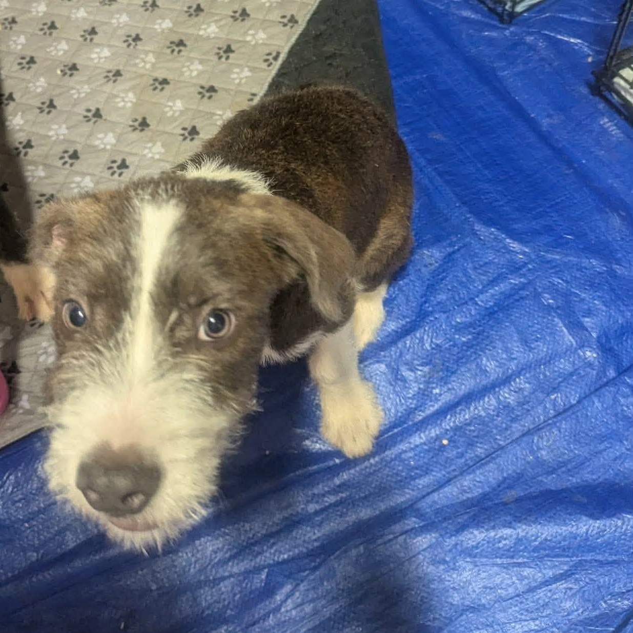 Johnny, a ADOPTABLE mixed breed in Yukon, OK image 3/5