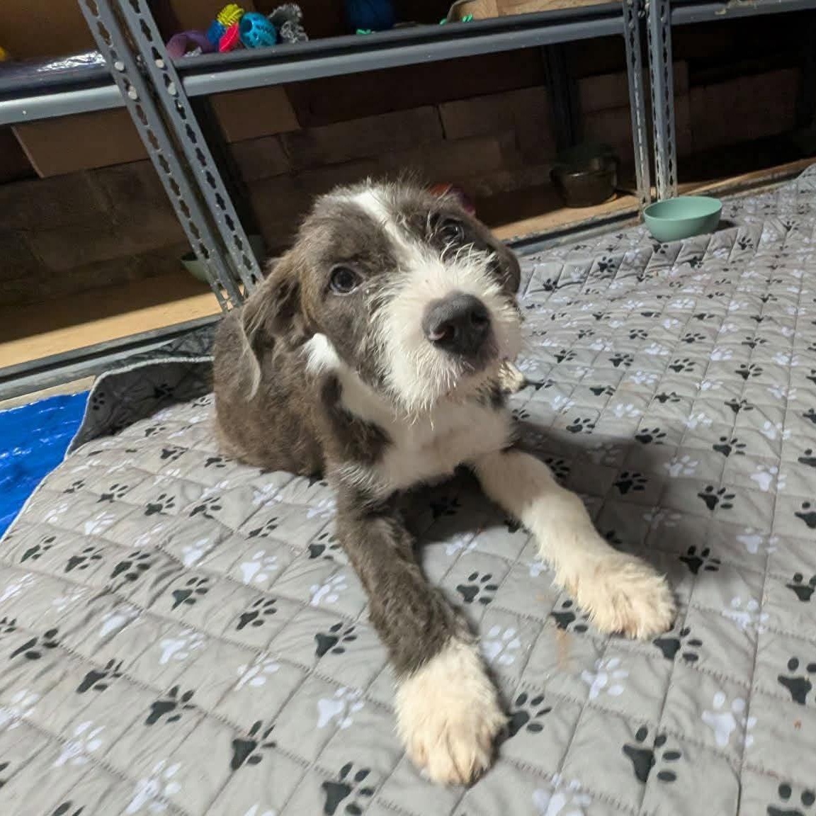 Johnny, a ADOPTABLE mixed breed in Yukon, OK image 2/5