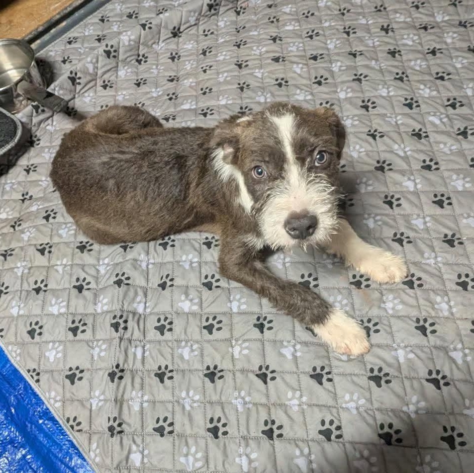 Johnny, ADOPTABLE, Puppy Male Schnauzer & Wirehaired Terrier.
