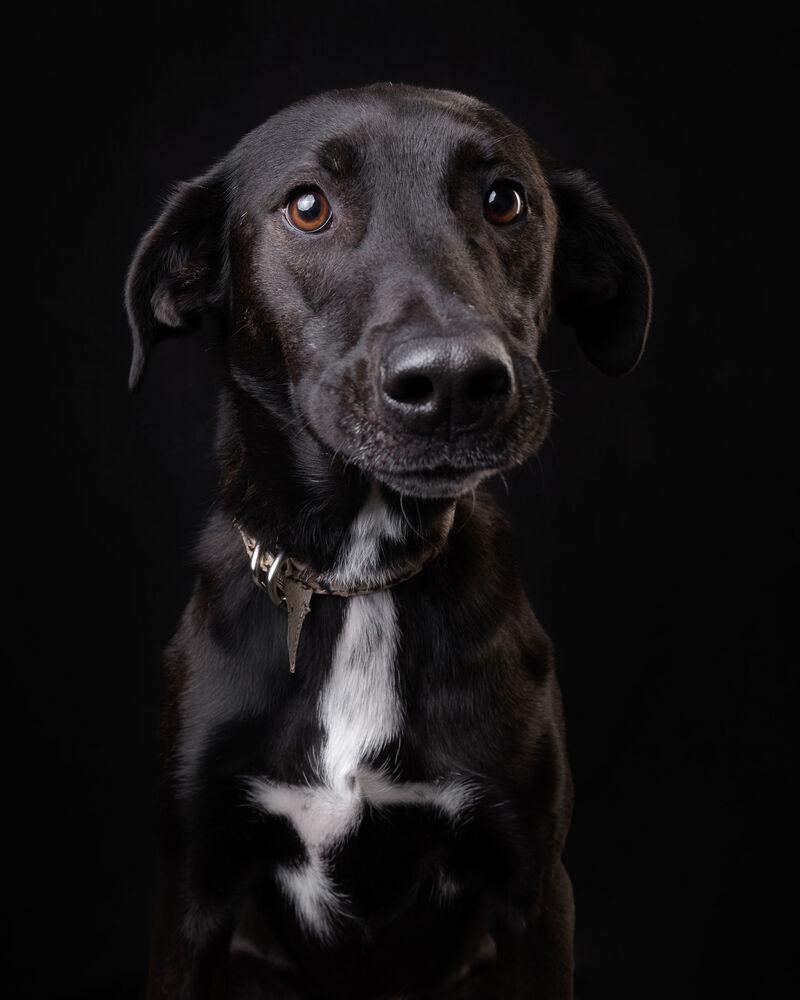 RIZZO, a Adoptable mixed breed in Langley, BC image 1/6