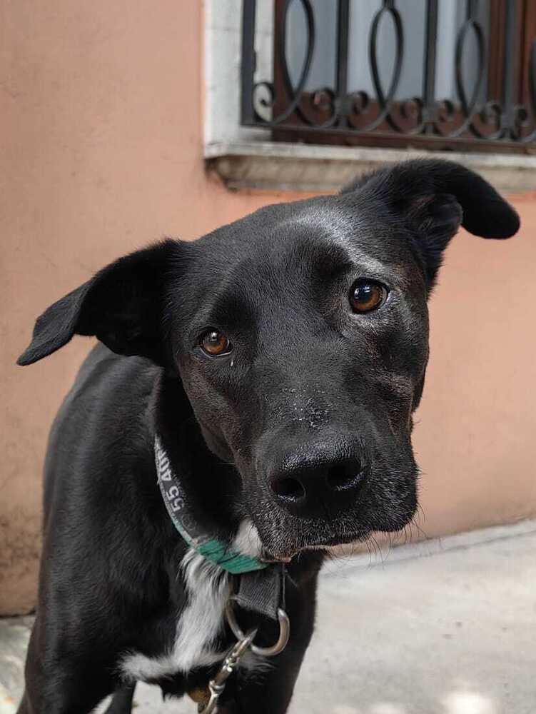 Enlarge WINNIE, a Adoptable mixed breed in Langley, BC image 2/6