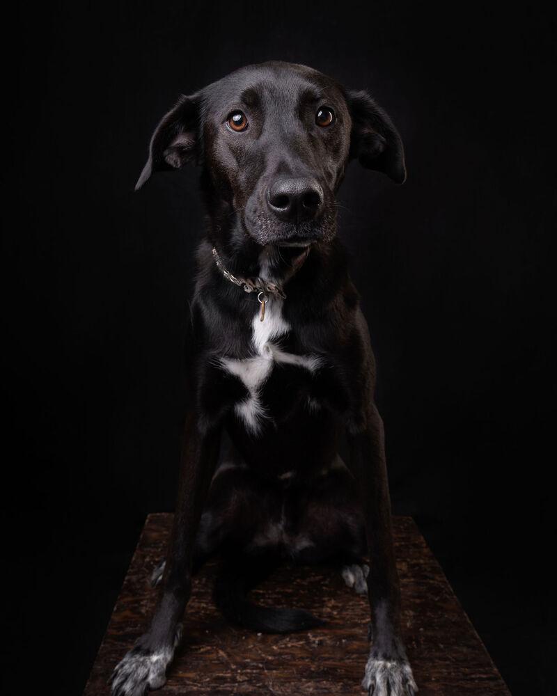 RIZZO, a Adoptable mixed breed in Langley, BC image 2/6