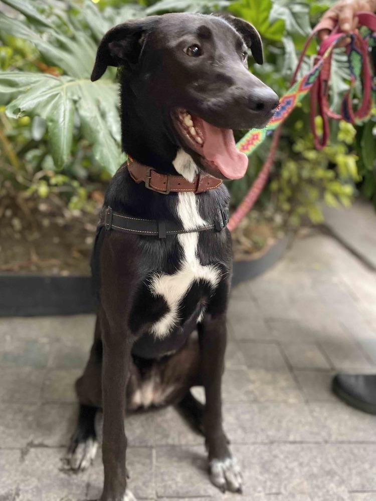 RIZZO, a Adoptable mixed breed in Langley, BC image 3/6