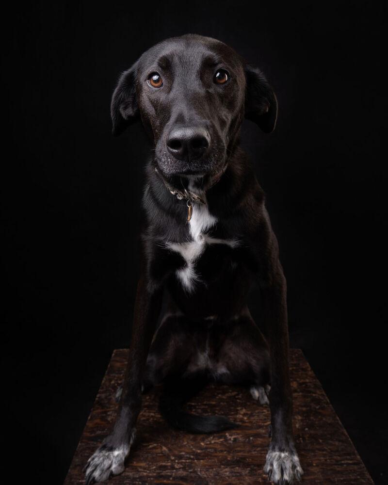 RIZZO, a Adoptable mixed breed in Langley, BC image 4/6