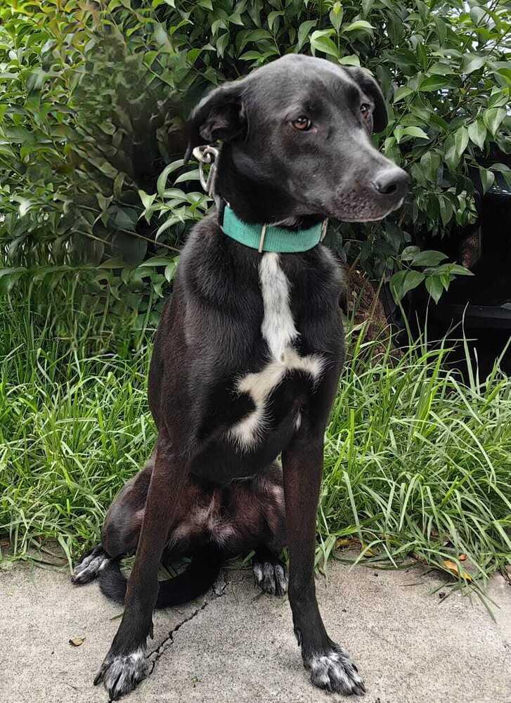 Enlarge WINNIE, a Adoptable mixed breed in Langley, BC image 6/6