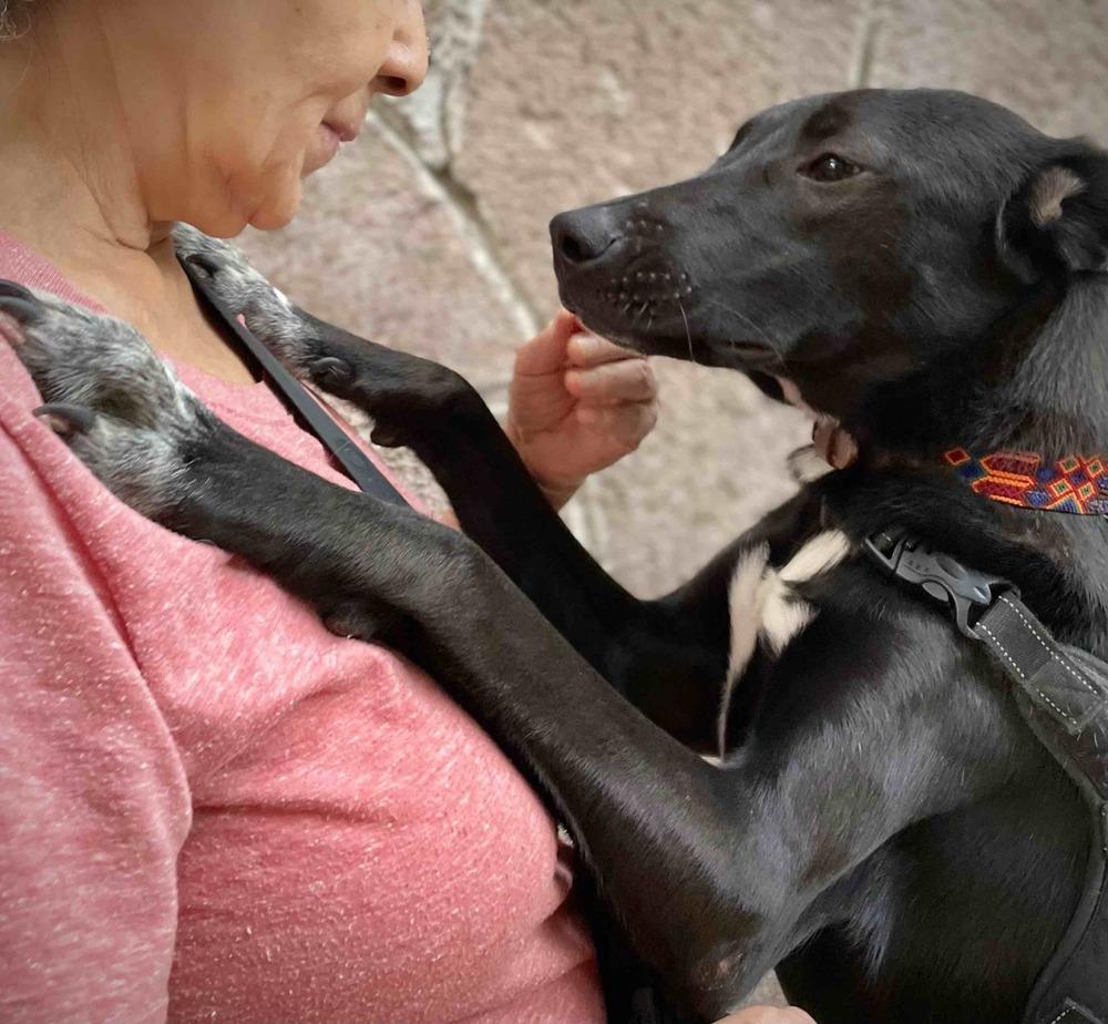 RIZZO, a Adoptable mixed breed in Langley, BC image 5/6