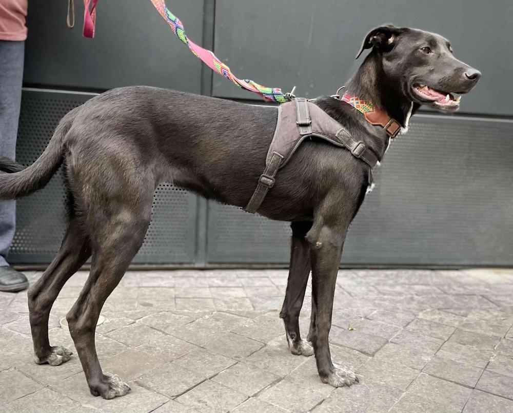 RIZZO, a Adoptable mixed breed in Langley, BC image 6/6