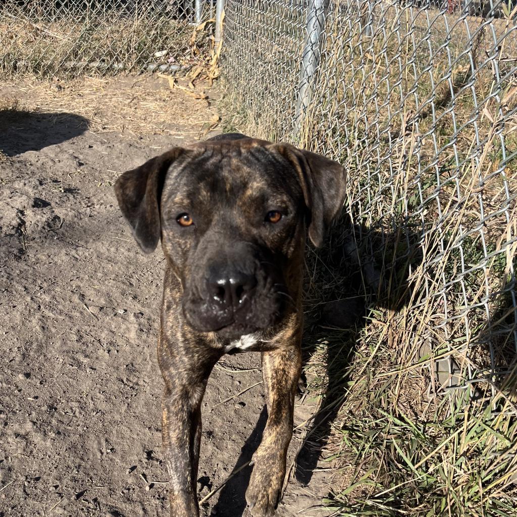 Clyde, Adoptable, Adult Male Australian Cattle Dog / Blue Heeler & American Bulldog.