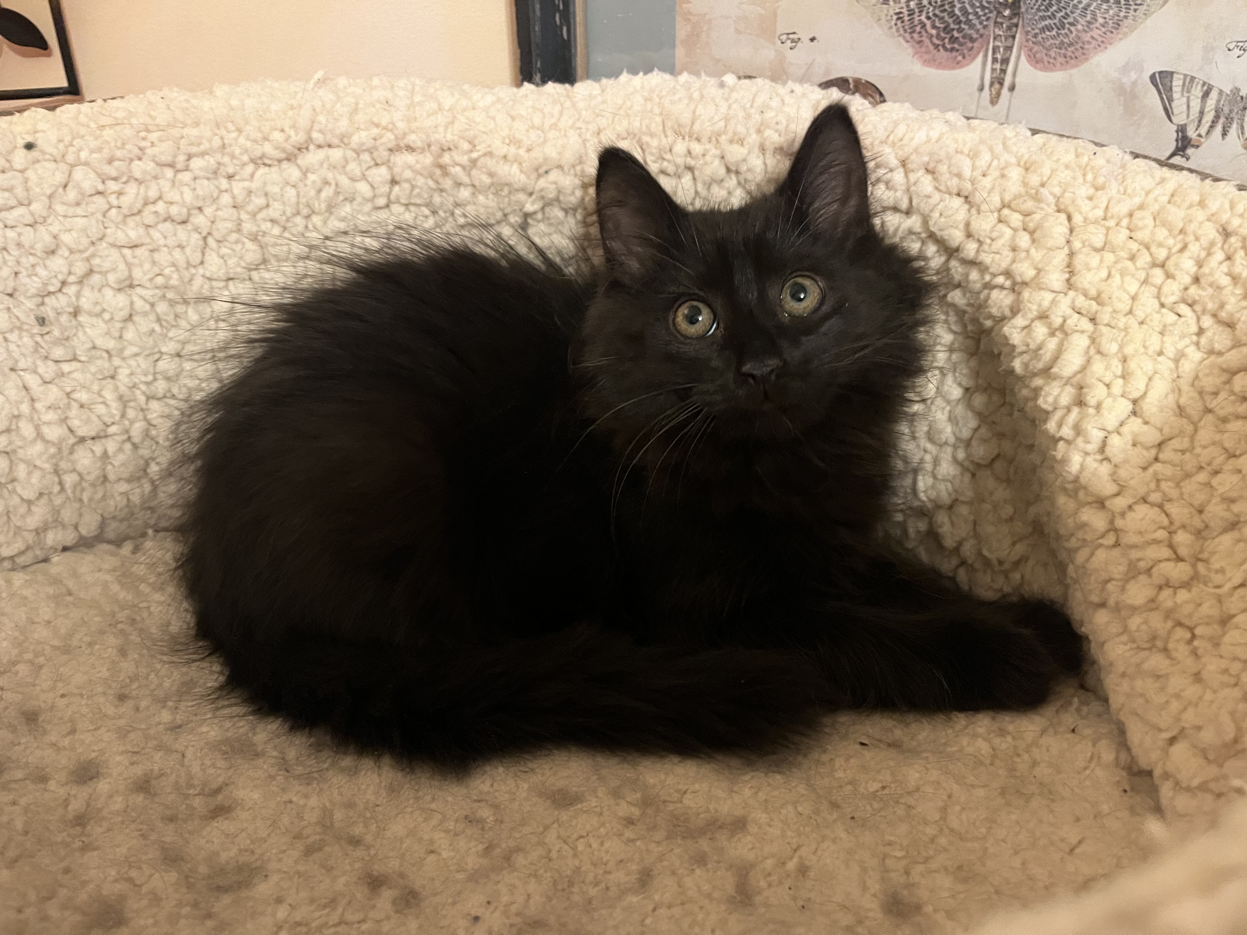 Cat for adoption Mr. Penny, a Domestic Long Hair in Mineral Point, WI