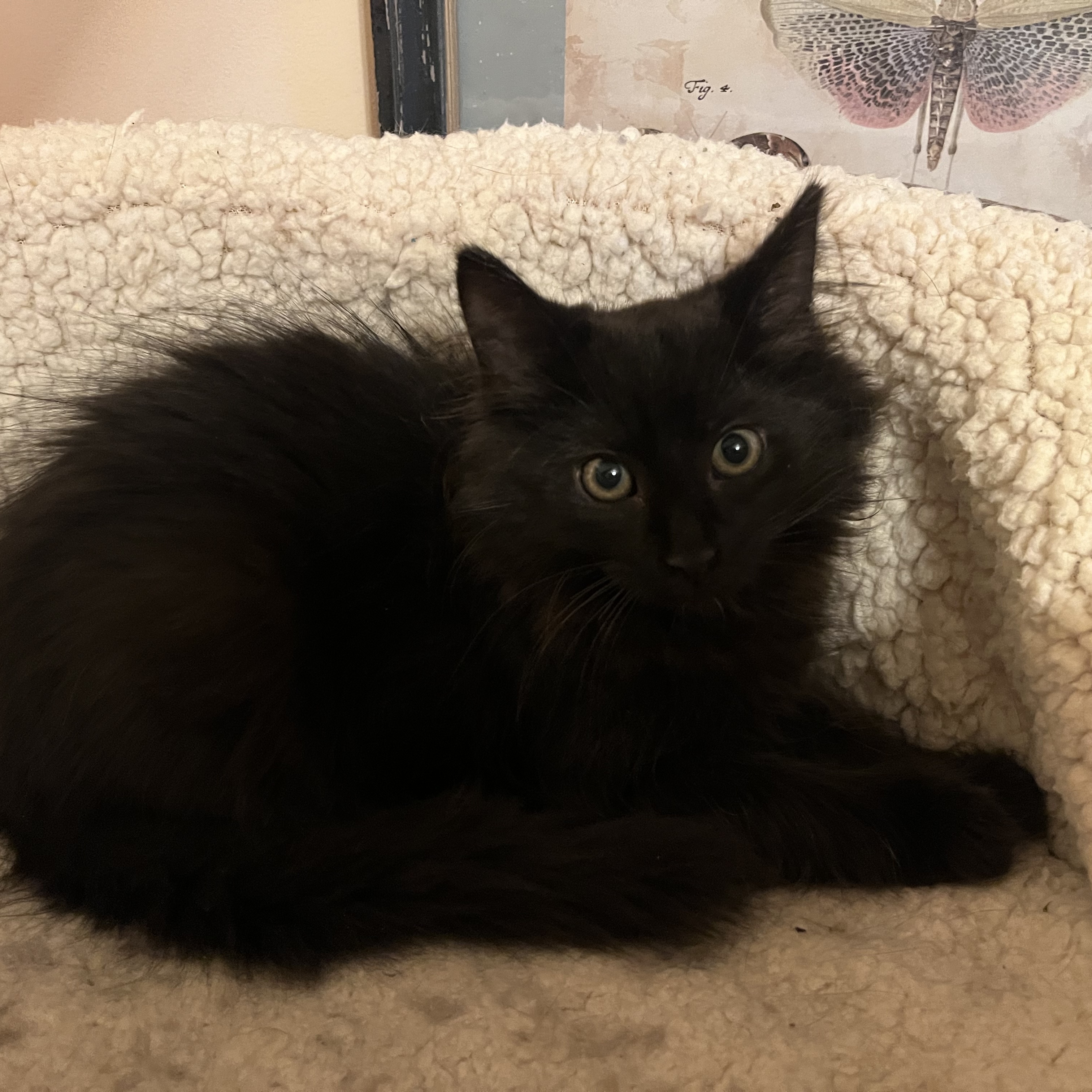 Cat for adoption Mr. Penny, a Domestic Long Hair in Mineral Point, WI