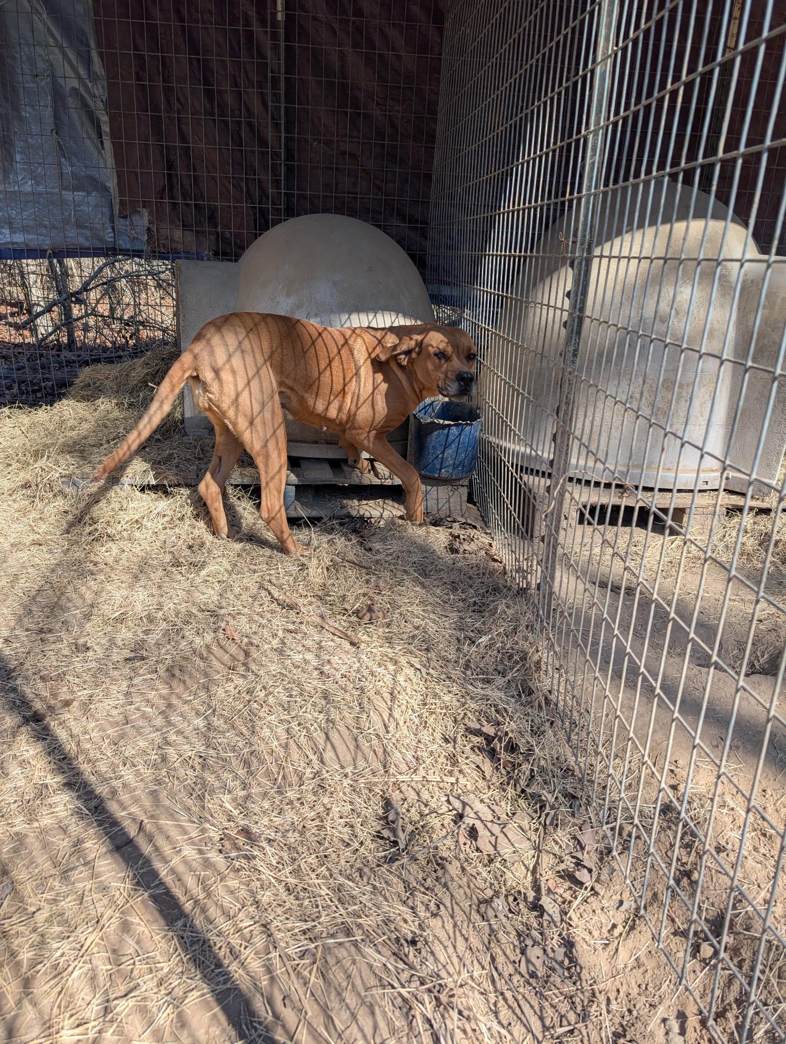 MARGO, a ADOPTABLE mixed breed in Chicopee, MA image 3/4