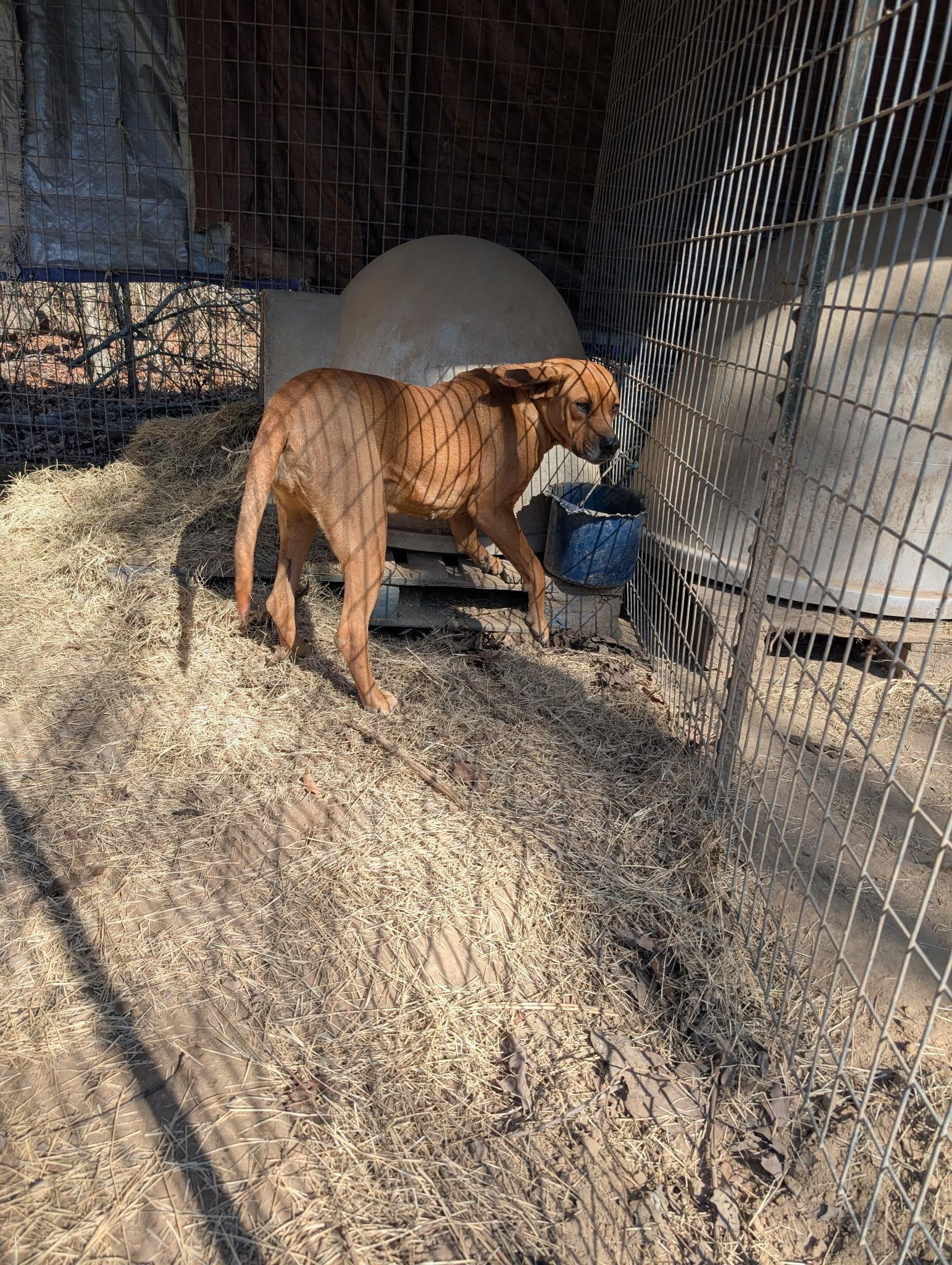 MARGO, a ADOPTABLE mixed breed in Chicopee, MA image 2/4