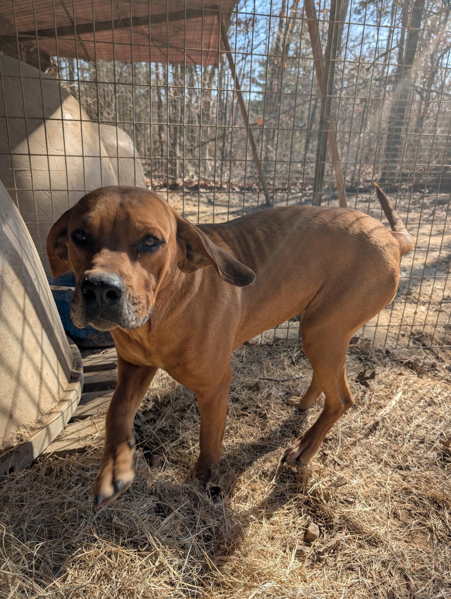 MARGO, ADOPTABLE, Adult Female Redbone Coonhound.