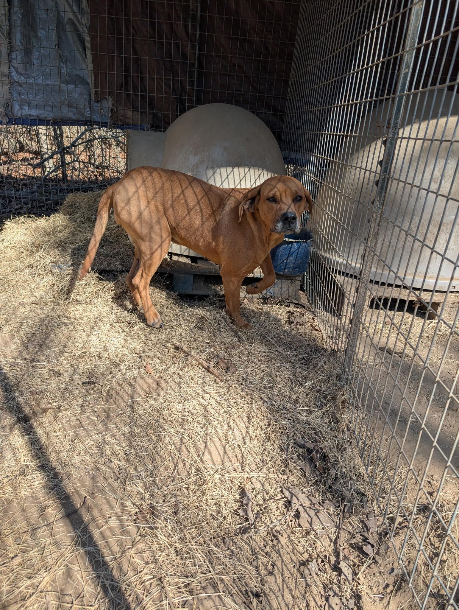 MARGO, a ADOPTABLE mixed breed in Chicopee, MA image 4/4
