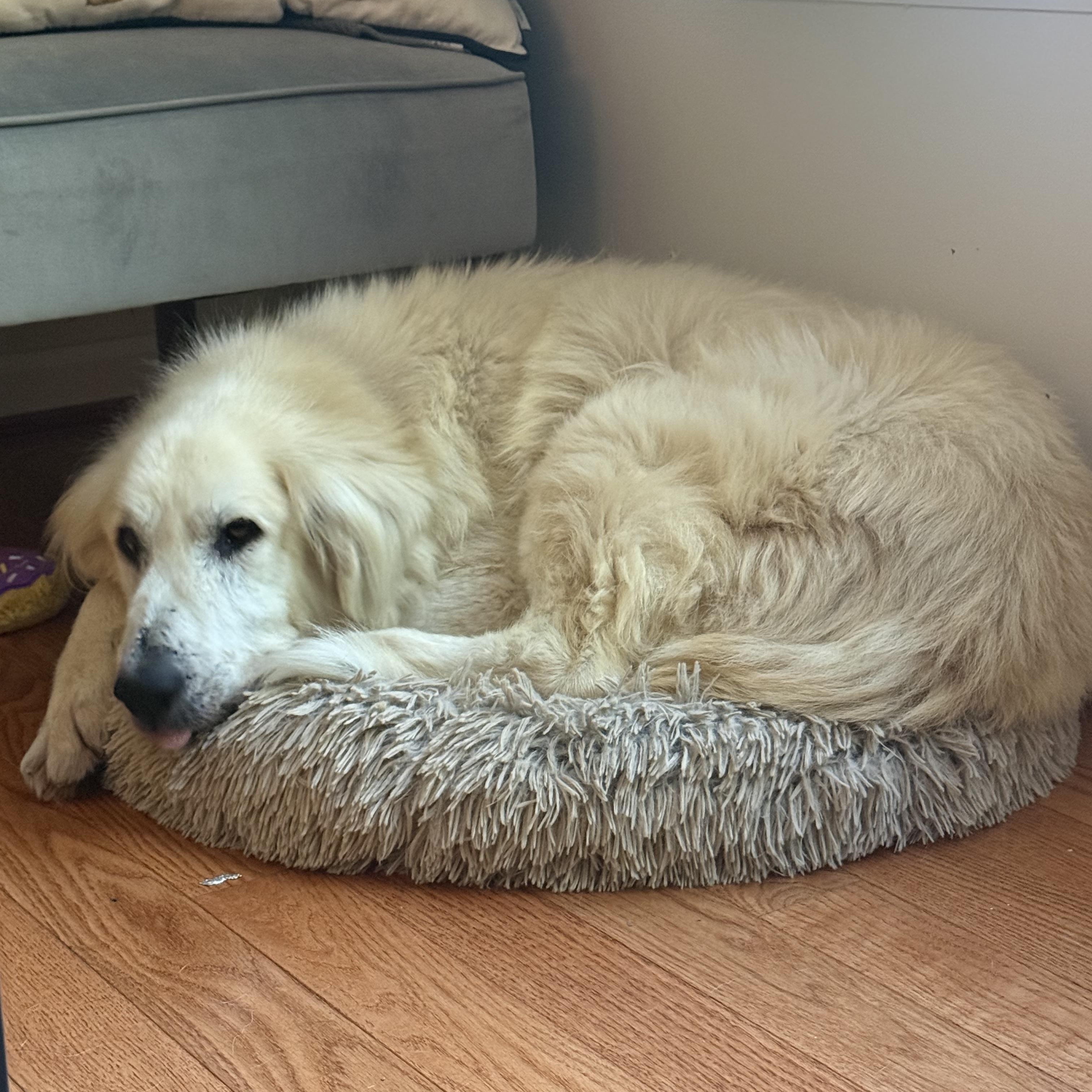 Enlarge Portia, a Adoptable mixed breed in Washington, DC image 4/6