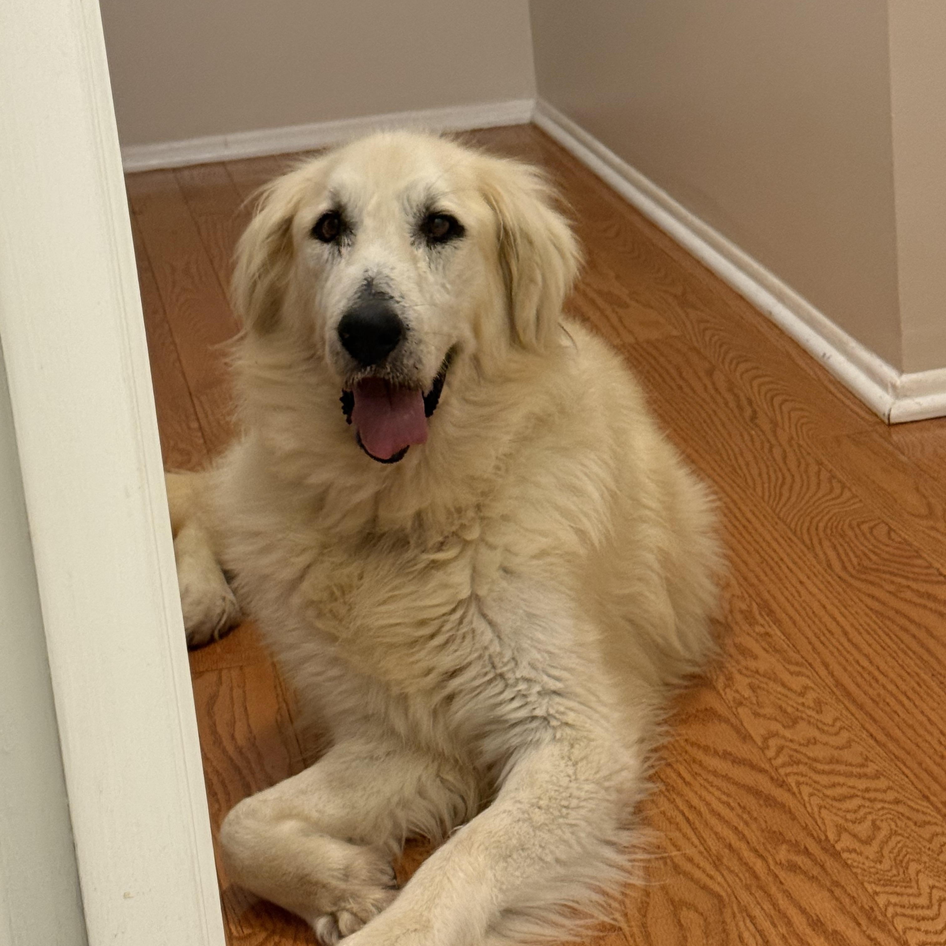 Enlarge Portia, a Adoptable mixed breed in Washington, DC image 5/6