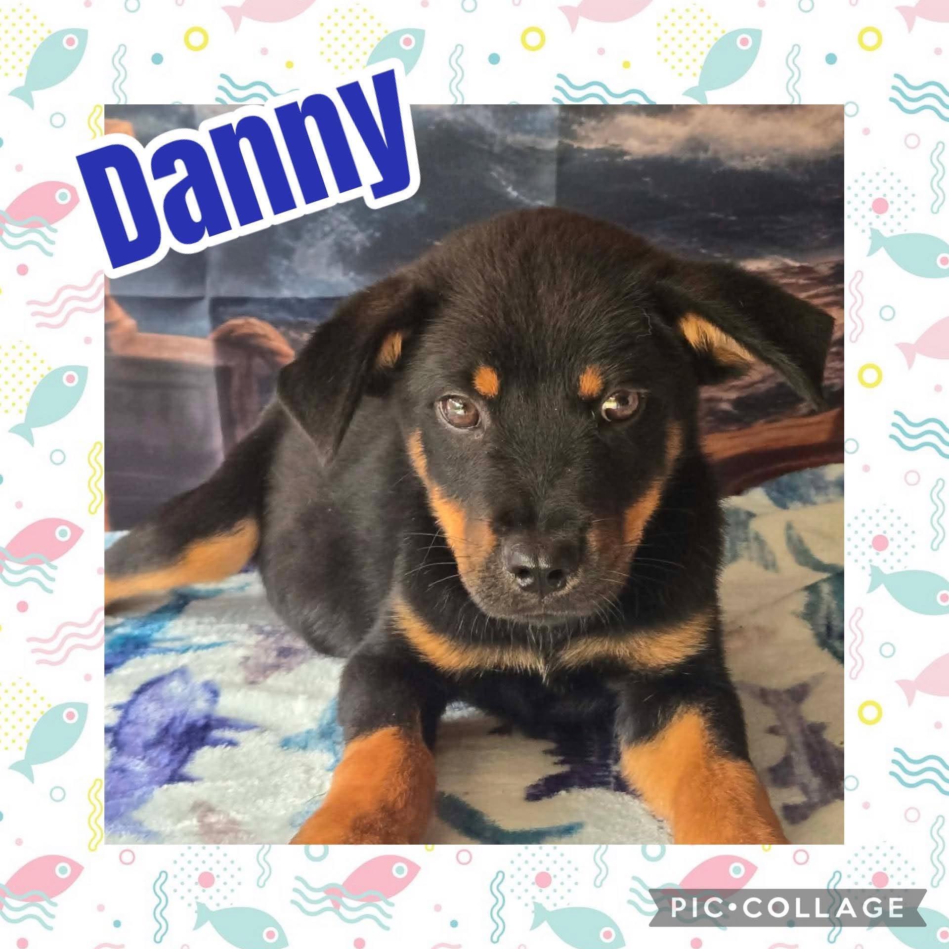 Danny, ADOPTABLE, Puppy Male Rottweiler.