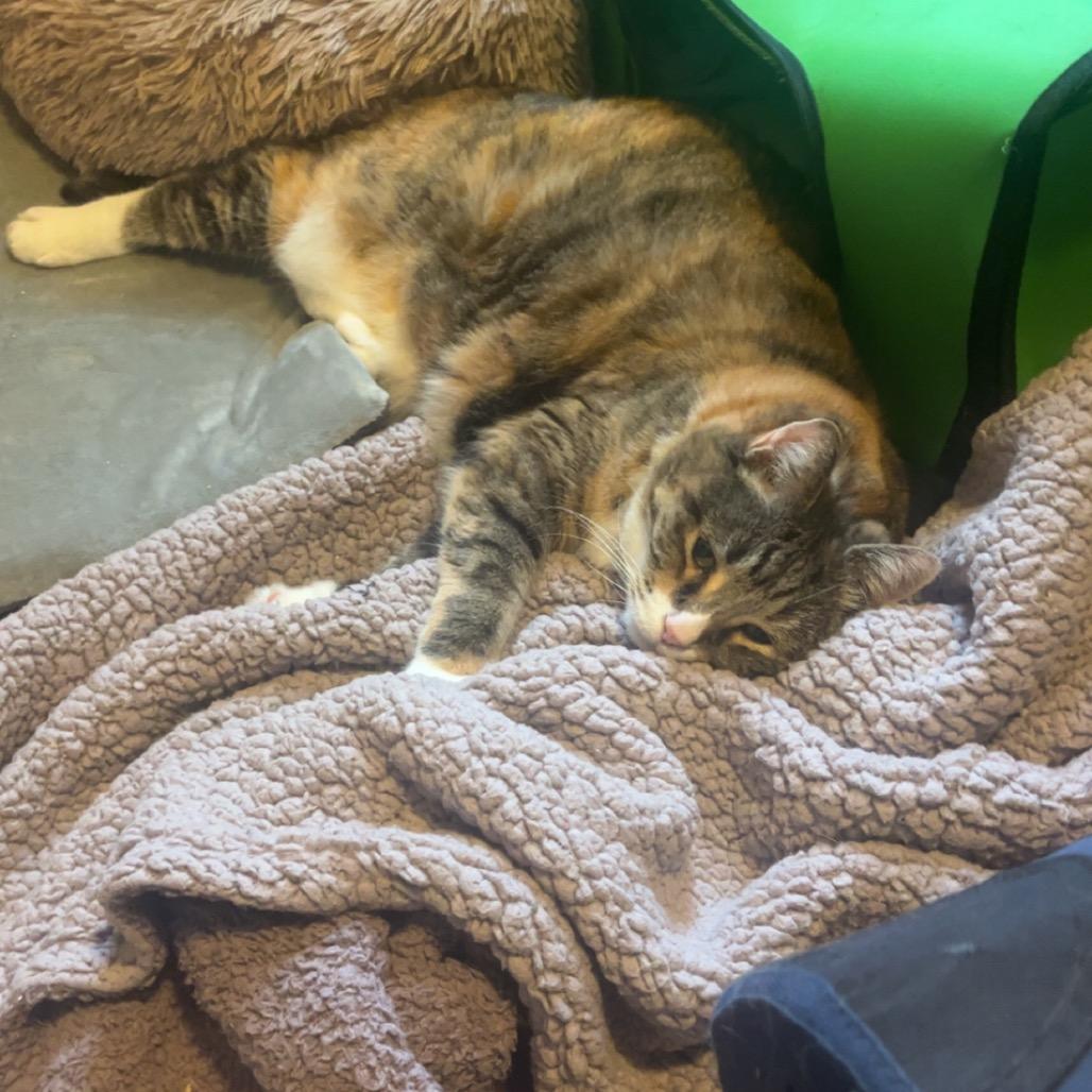 26-102 Rosebud, Adoptable, Senior Female American Shorthair.