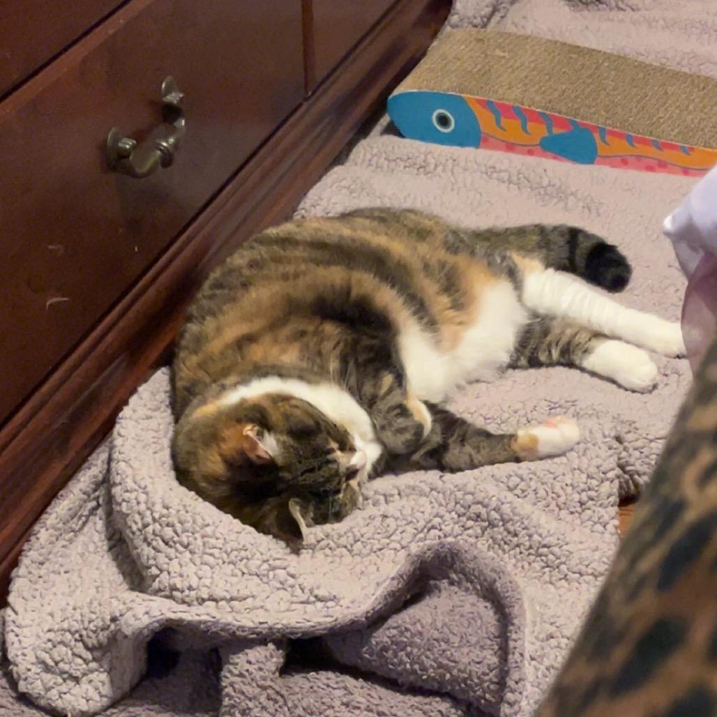 26-102 Rosebud, a Adoptable American Shorthair in North Branford, CT image 2/5