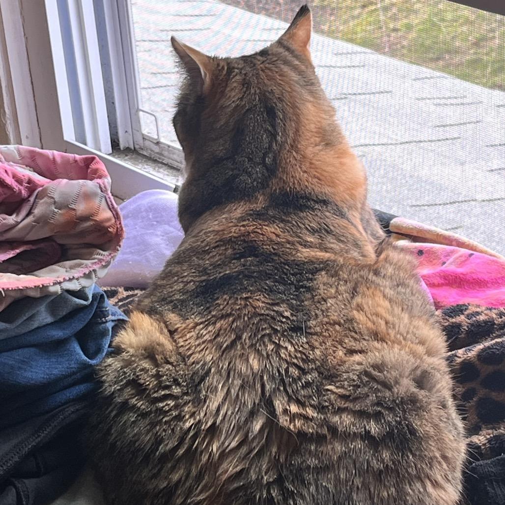 26-102 Rosebud, a Adoptable American Shorthair in North Branford, CT image 3/5