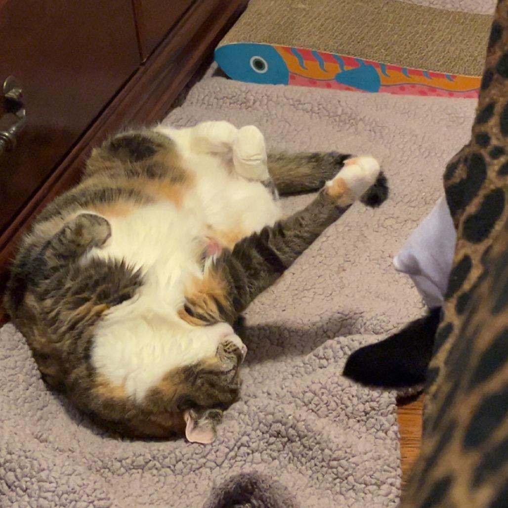 26-102 Rosebud, a Adoptable American Shorthair in North Branford, CT image 4/5