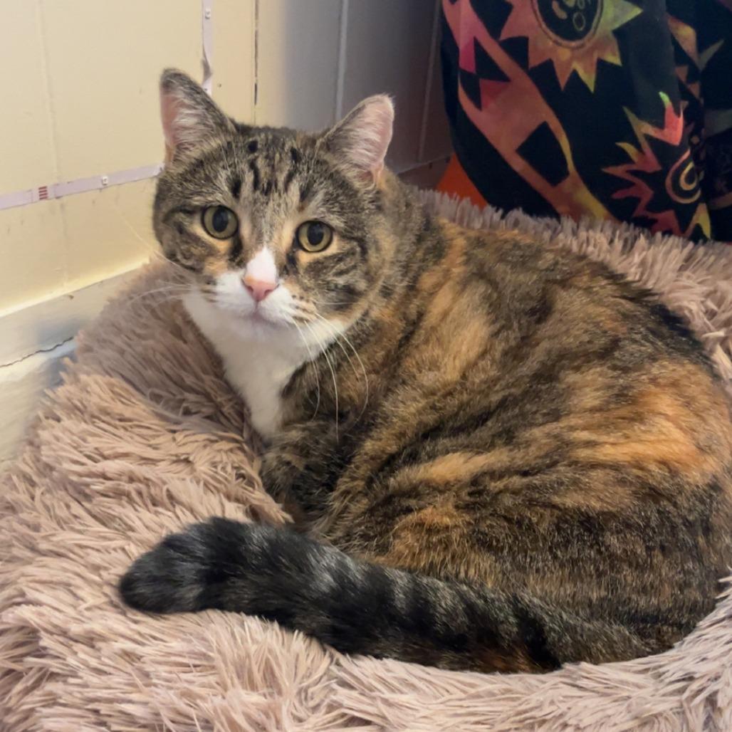 26-102 Rosebud, a Adoptable American Shorthair in North Branford, CT image 5/5