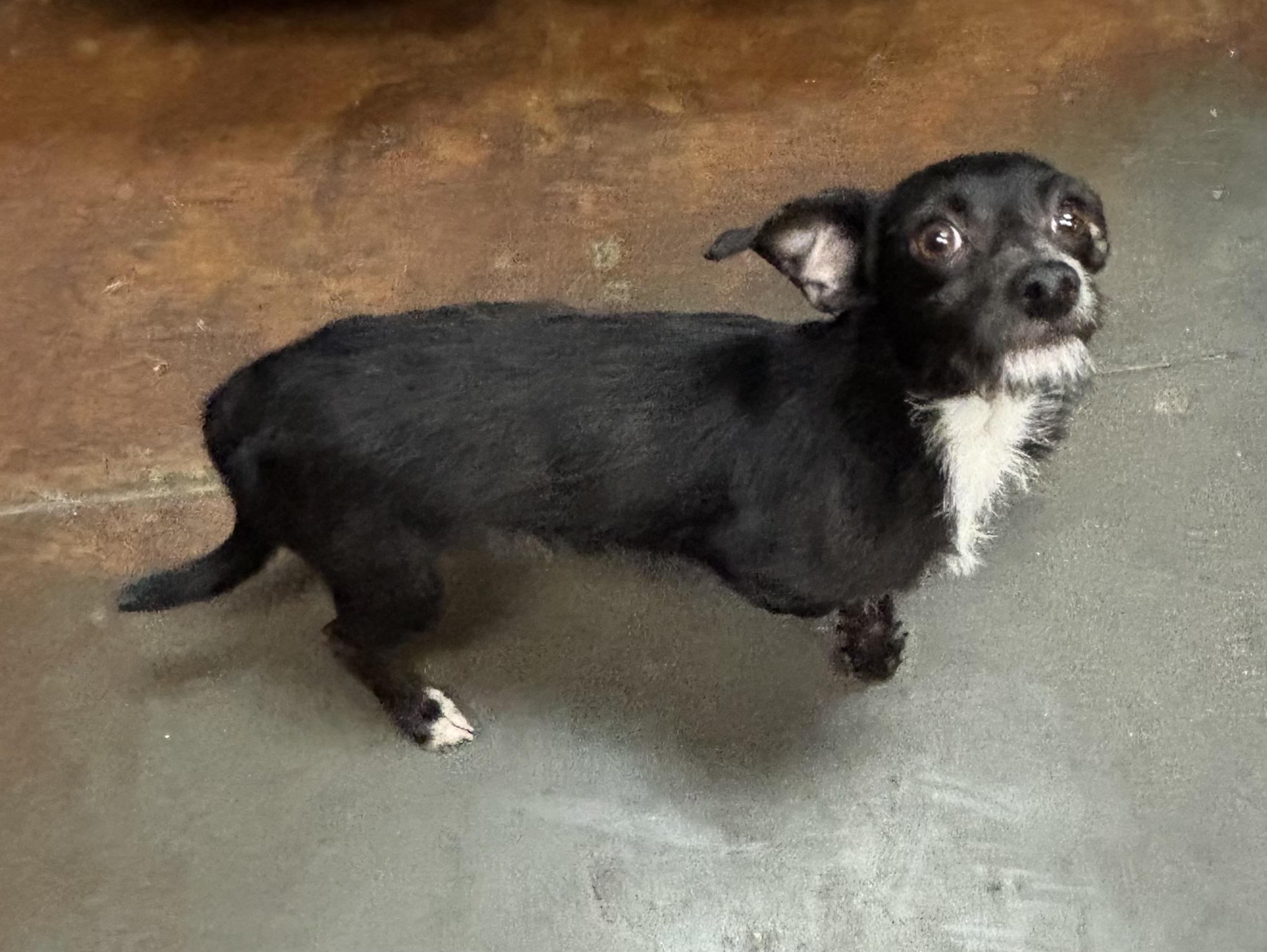 Enlarge Terrier, a ADOPTABLE mixed breed in Council Bluffs, IA image 2/2