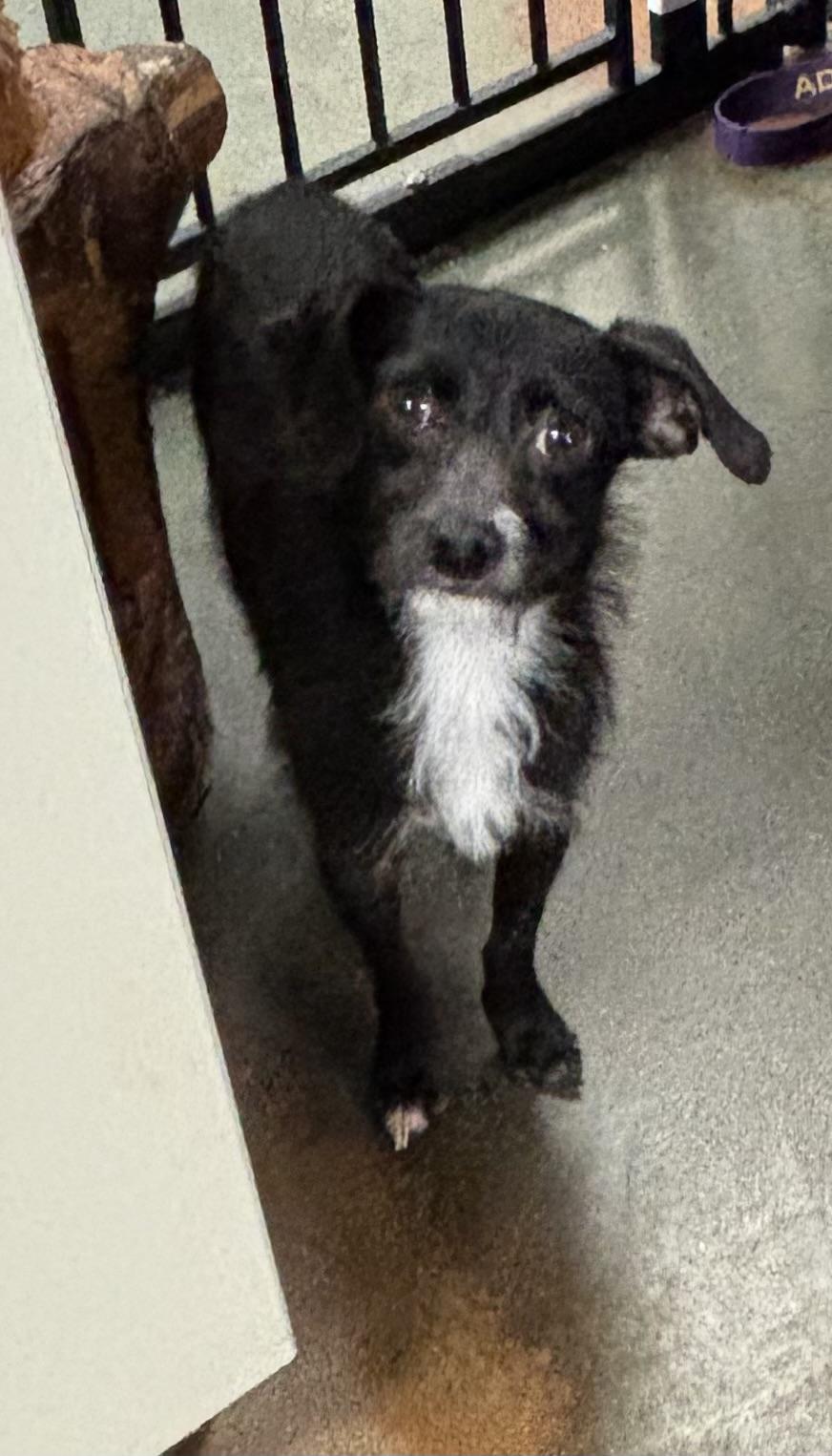 Terrier, ADOPTABLE, Adult Male Terrier.