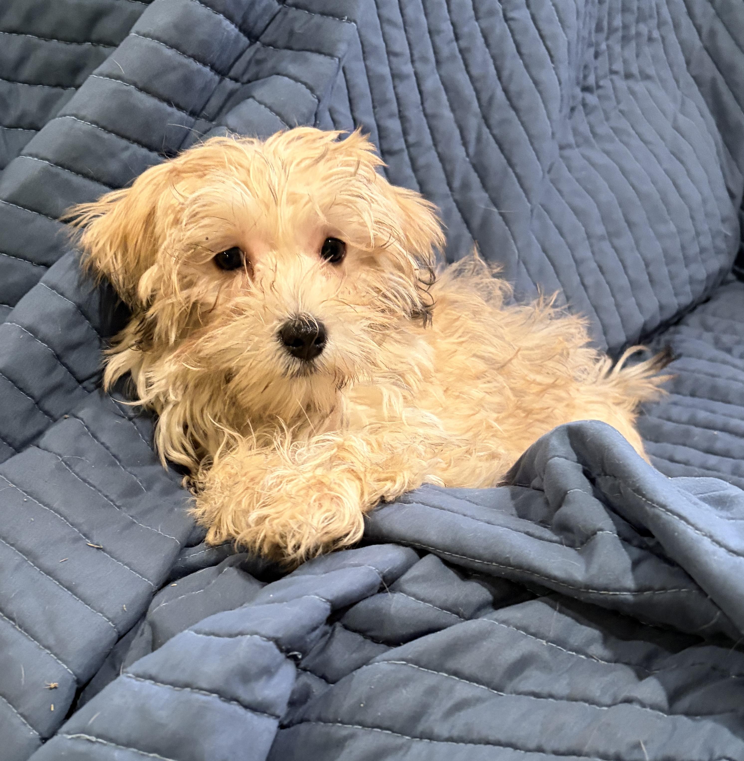 Enlarge Finn * IA, an adopted mixed breed in Albert Lea, MN image 2/3