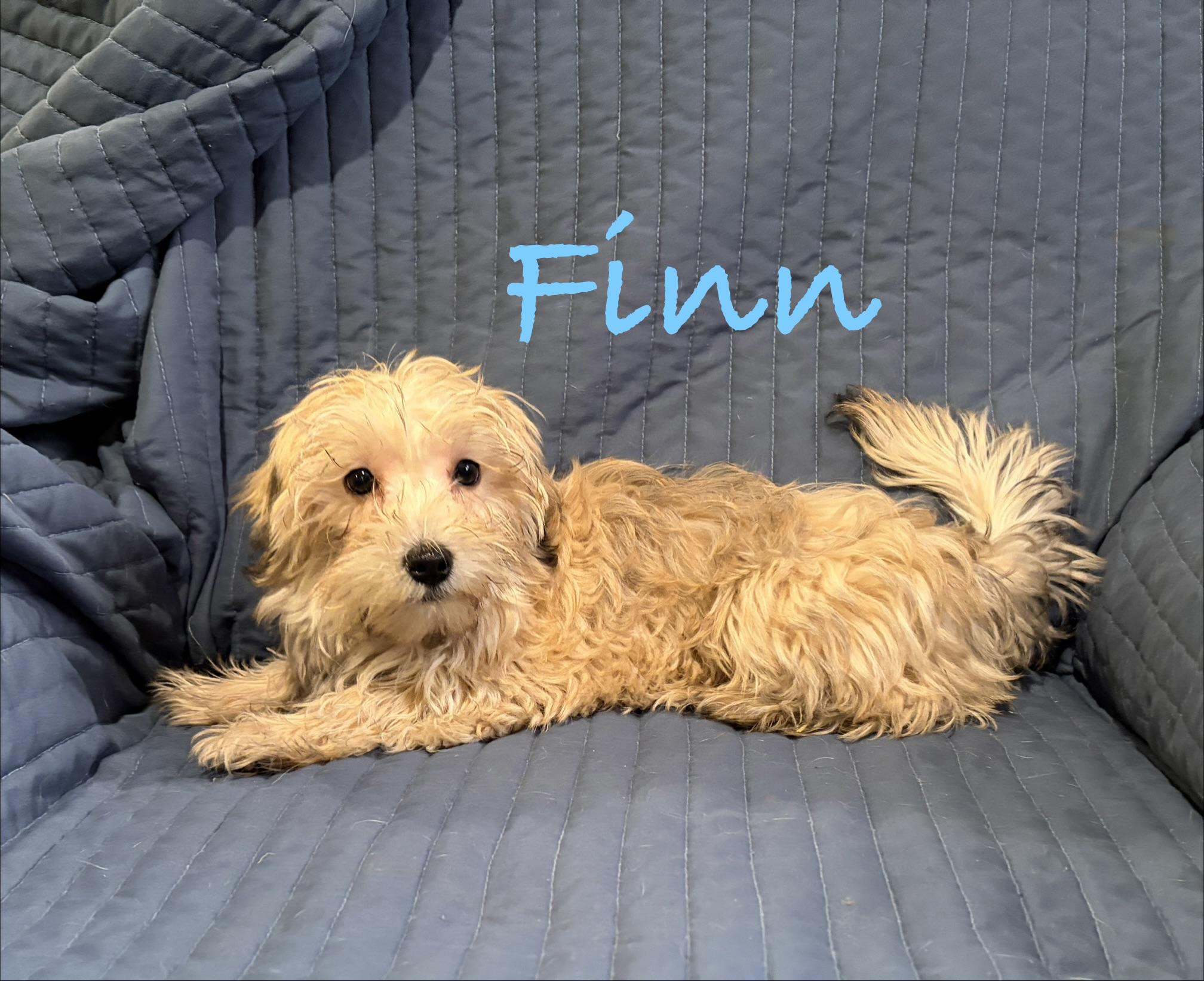 Enlarge Finn * IA, an adopted mixed breed in Albert Lea, MN image 3/3