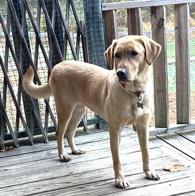 Enlarge Hermine, an adopted Yellow Labrador Retriever in Killingworth, CT image 5/6