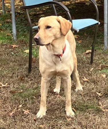 Enlarge Hermine, an adopted Yellow Labrador Retriever in Killingworth, CT image 4/6