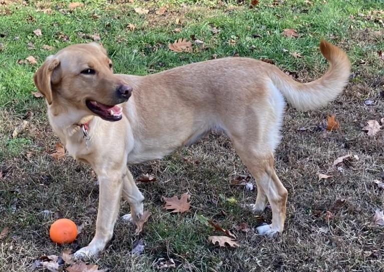 Enlarge Hermine, an adopted Yellow Labrador Retriever in Killingworth, CT image 3/6