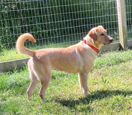 Enlarge Hermine, an adopted Yellow Labrador Retriever in Killingworth, CT image 6/6