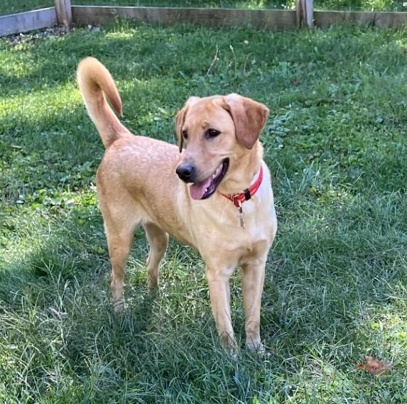 Enlarge Hermine, an adopted Yellow Labrador Retriever in Killingworth, CT image 1/6