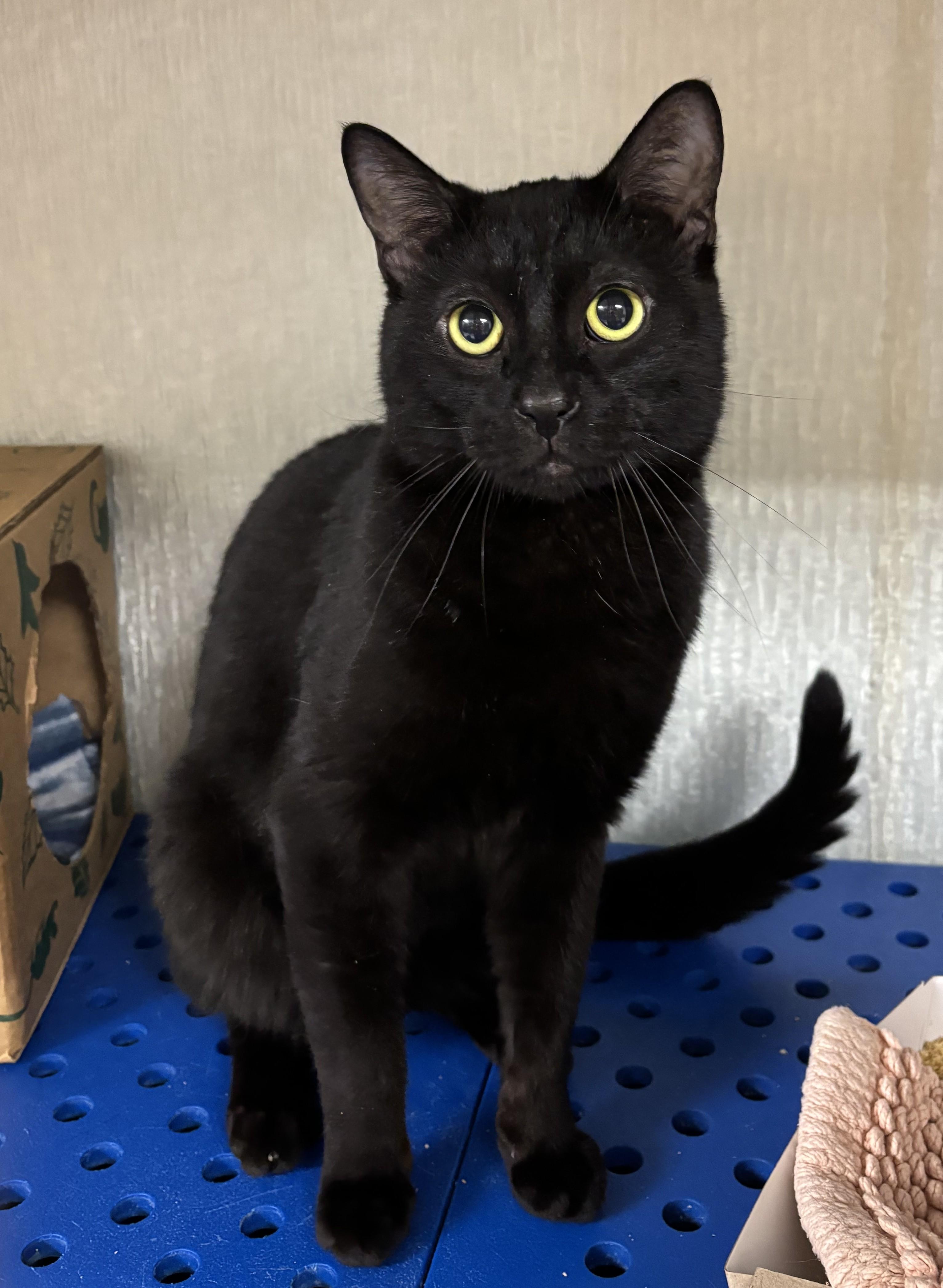 Enlarge Homer, a Adopted Domestic Short Hair in Danville, IN image 1/1